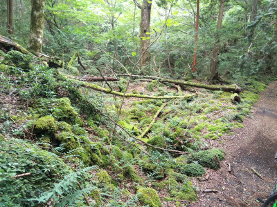 b0040606_1711040.png