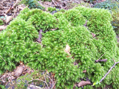 b0040606_17162340.png