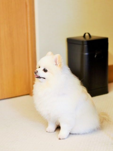 控えめにお願い_d0360206_00015729.jpg