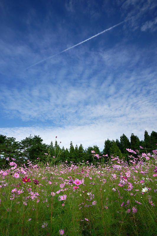 秋空のコスモ@豊能コスモスの里_f0032011_19271423.jpg