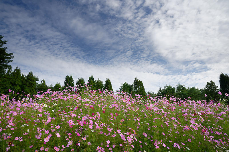秋空のコスモ@豊能コスモスの里_f0032011_19413223.jpg