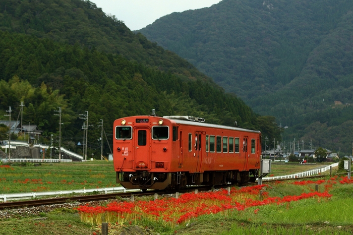 2019年9月　タラコキハと彼岸花_f0233120_20393896.jpg