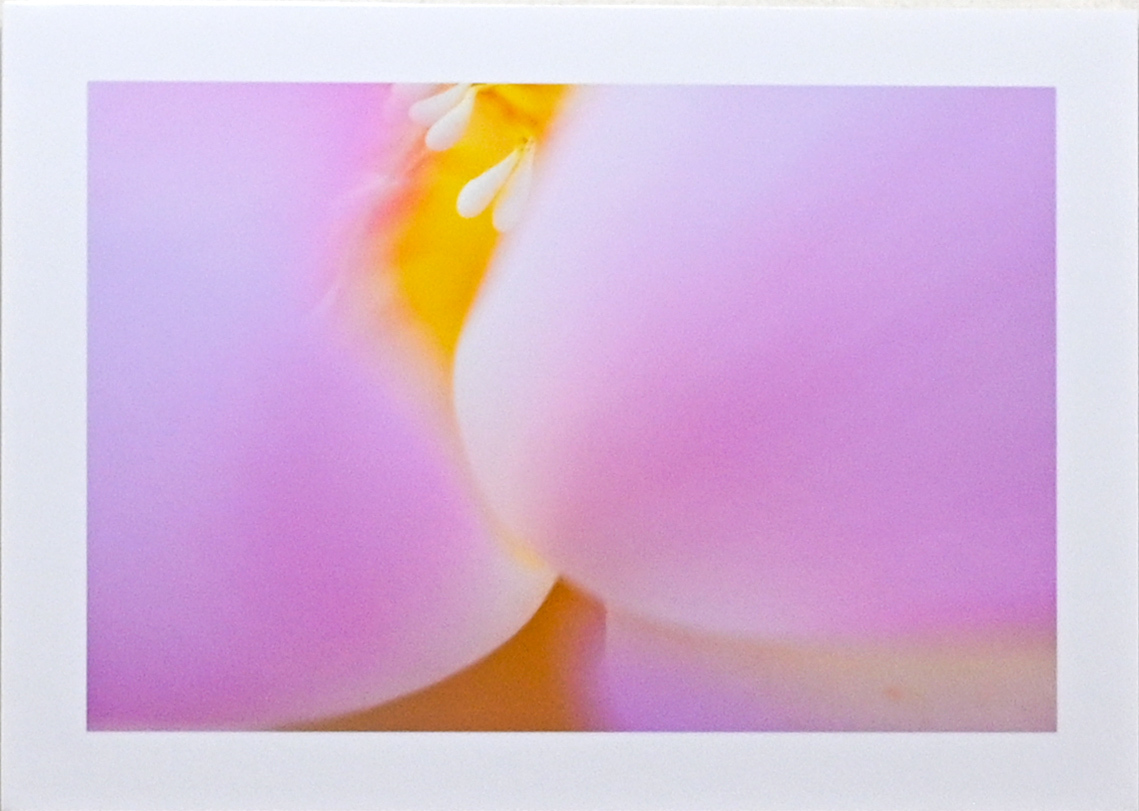 日記のような写真さんのお花畑_d0265224_23045823.jpg