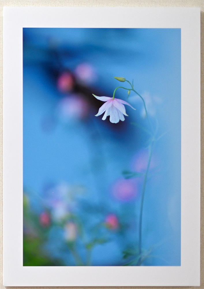 日記のような写真さんのお花畑_d0265224_23045861.jpg