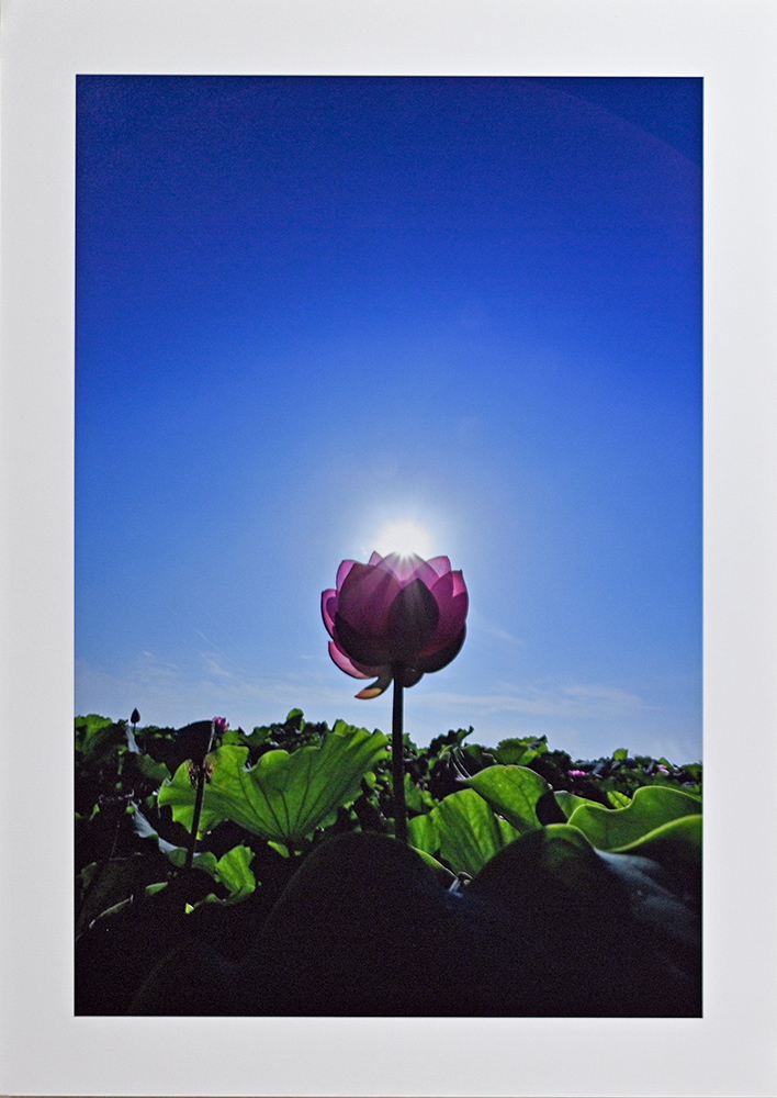 日記のような写真さんのお花畑_d0265224_23045881.jpg