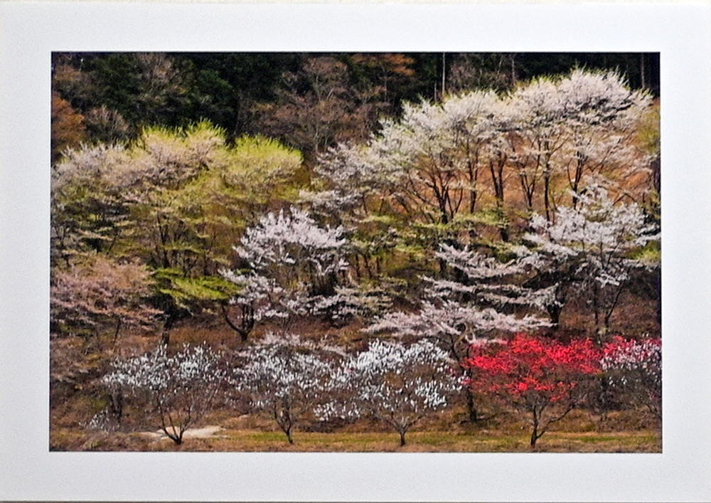 日記のような写真さんのお花畑_d0265224_23091583.jpg
