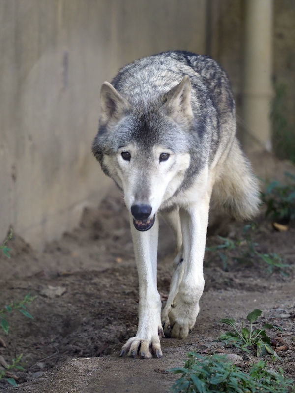 紳士オオカミ 動物園放浪記