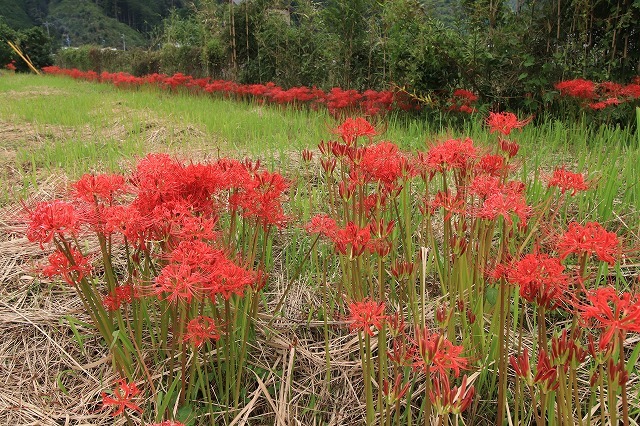 船津駅周辺の彼岸花(その2)(撮影:9月26日)_e0321325_11464720.jpg