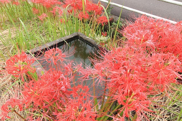 船津駅周辺の彼岸花(その2)(撮影:9月26日)_e0321325_11465962.jpg