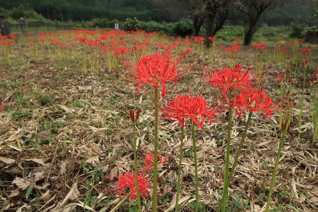船津駅周辺の彼岸花(その2)(撮影:9月26日)_e0321325_11473424.jpg
