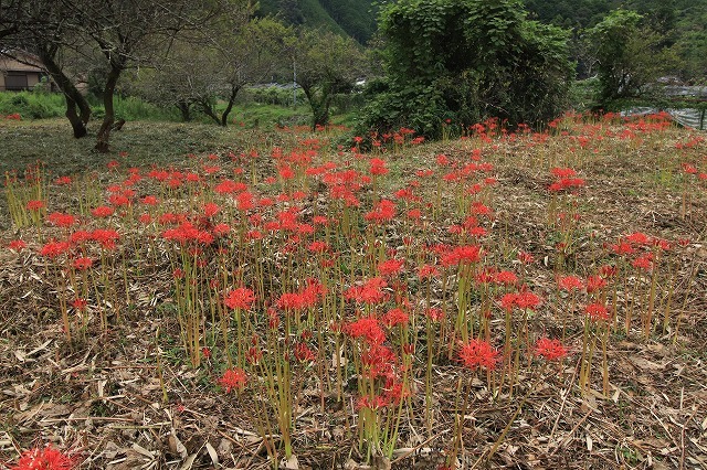 船津駅周辺の彼岸花(その2)(撮影:9月26日)_e0321325_11482025.jpg