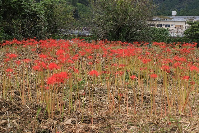 船津駅周辺の彼岸花(その2)(撮影:9月26日)_e0321325_11492322.jpg