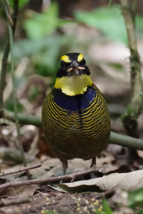 ジャワ島東部探鳥記vol.4野鳥編２_b0144049_16542913.jpg