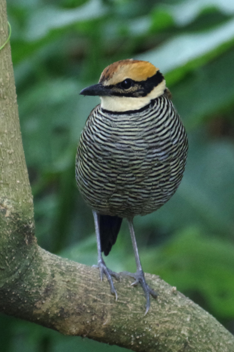 ジャワ島東部探鳥記vol.4野鳥編２_b0144049_16545862.jpg