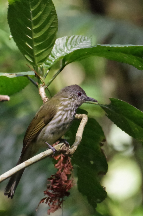 ジャワ島東部探鳥記vol.4野鳥編２_b0144049_21310227.jpg