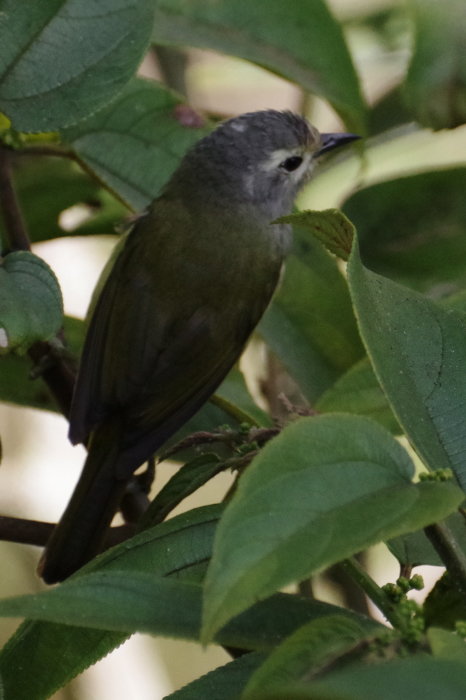 ジャワ島東部探鳥記vol.4野鳥編２_b0144049_22055335.jpg