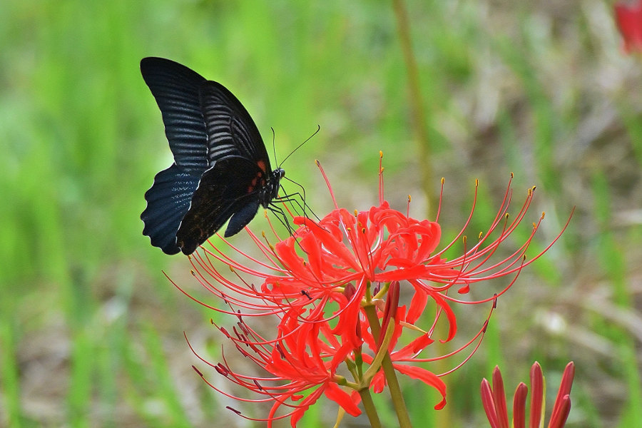 彼岸花に黒系ｱｹﾞﾊ狙い(2019/09/28)At various locations_d0387460_22154425.jpg