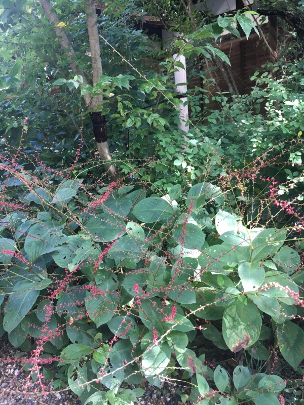 梨木神社で萩を愛でる日_f0363168_22532233.jpeg