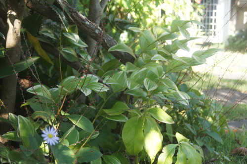 e0181373_21415446.jpg