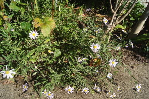e0181373_21415953.jpg