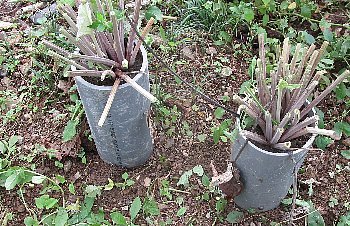 f0003283_07461090.jpg