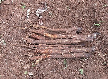 f0003283_07462042.jpg
