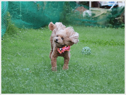 b0175688_21111060.gif