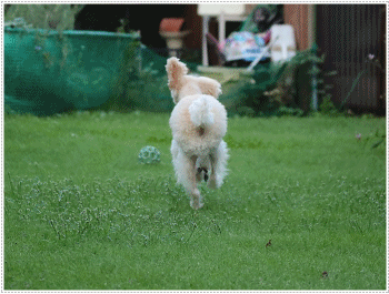 b0175688_21124722.gif