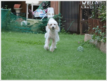 b0175688_21125231.gif