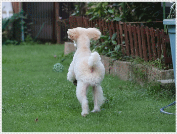 b0175688_21125629.gif