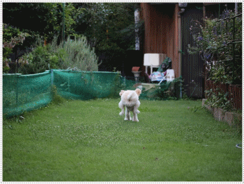 b0175688_21130140.gif