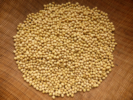今年の豆の収穫_d0366590_19434085.jpg