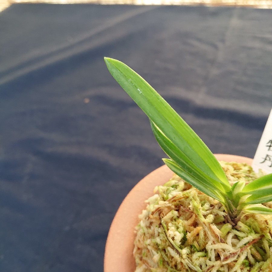 [年末大感謝祭東京土産編激安!!]富貴蘭　必見！!super白牡丹 富貴蘭 白牡丹 : 小川ガーデンのブログ