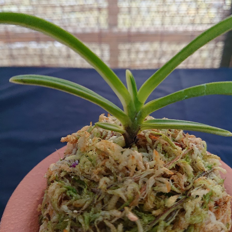 富貴蘭 白牡丹 : 小川ガーデンのブログ