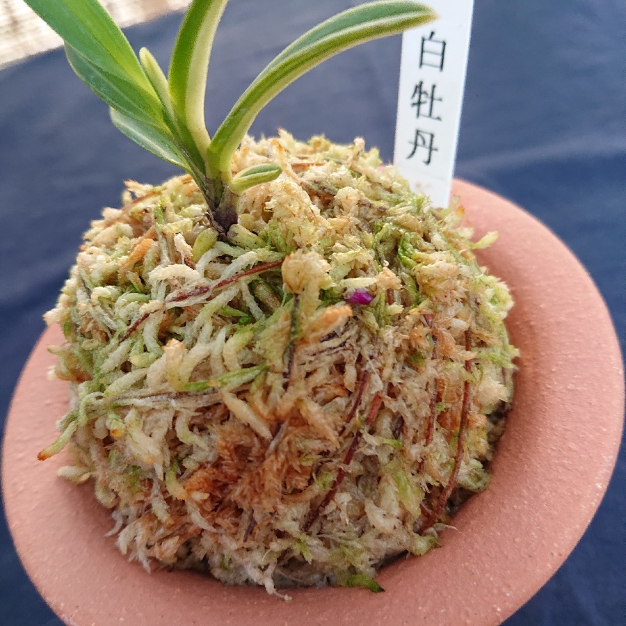 富貴蘭 白牡丹 : 小川ガーデンのブログ