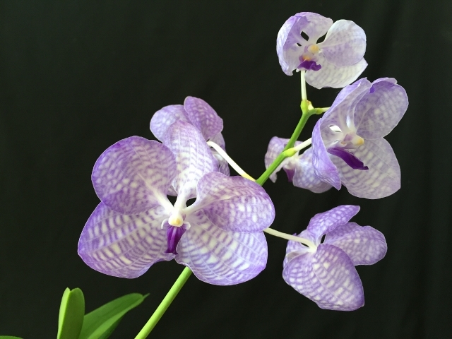 消費税も上がって･･･；Vanda.coerulea_d0007501_11110538.jpg