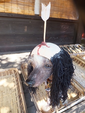 江戸の落ち武者犬 毎日笑顔 裸犬 温 真珠 絆愛 江戸の落ち武者犬 毎日笑顔 裸犬 温 真珠 絆愛