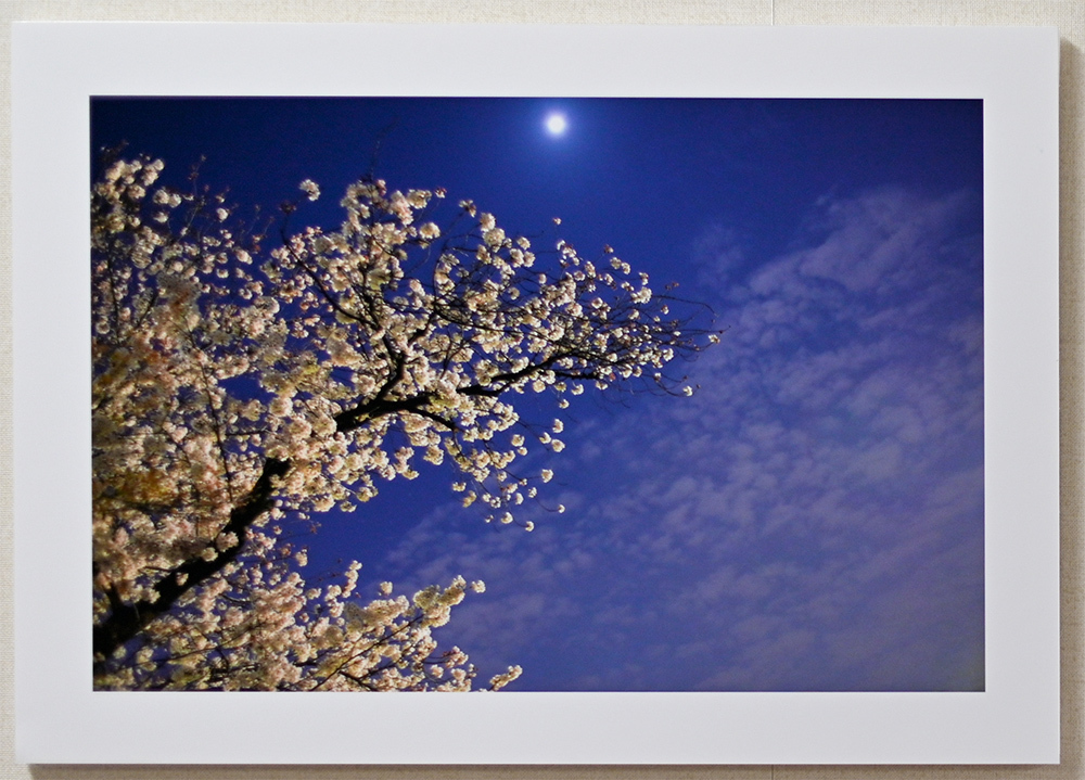 日記のような写真さんのお花畑_d0265224_00391646.jpg