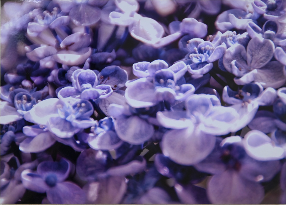 ai...ting wo shuoさんのお花畑_d0265224_18243807.jpg
