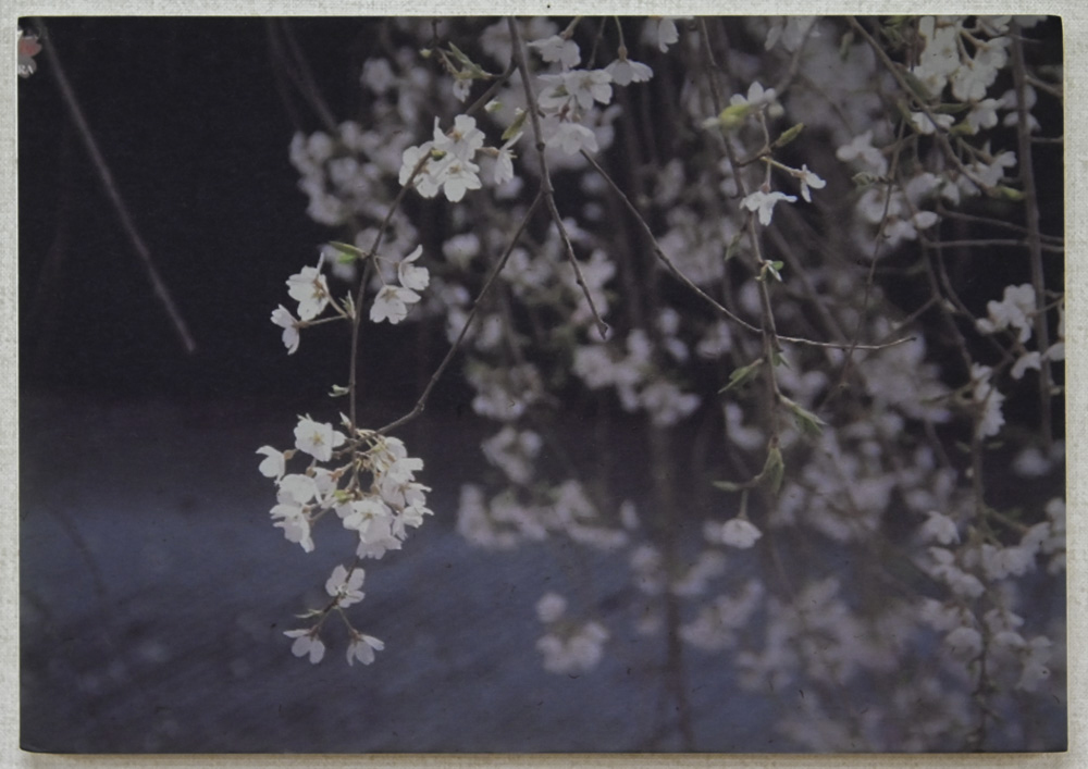 ai...ting wo shuoさんのお花畑_d0265224_18243920.jpg