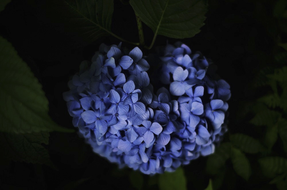 ai...ting wo shuoさんのお花畑_d0265224_18273767.jpg