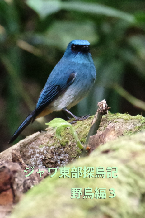 ジャワ島東部探鳥記vol.5野鳥編3 : 還暦からのネイチャーフォト