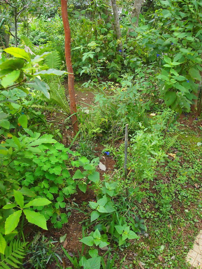 暑いけれど・・・秋の気配_b0396150_17242688.jpg