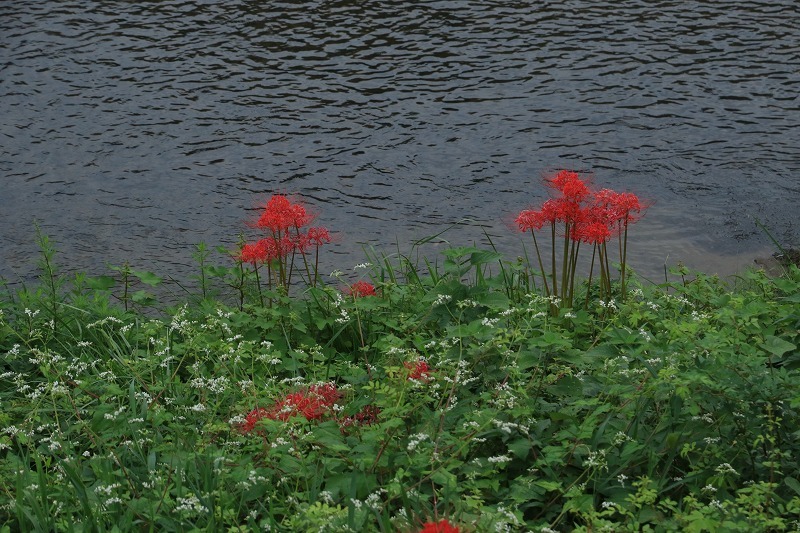 c0155950_07415489.jpg
