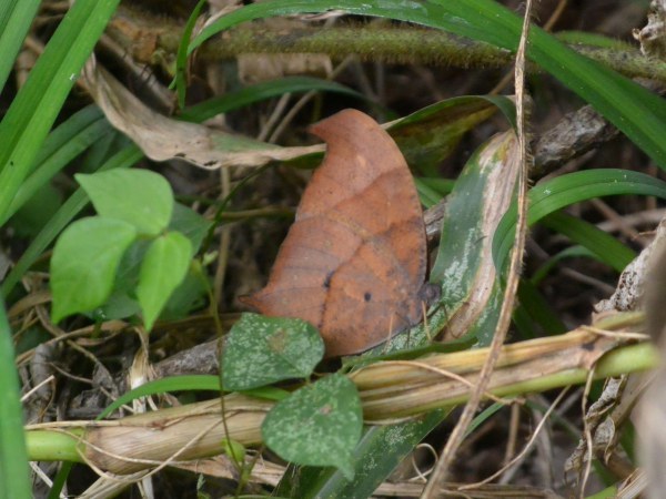 狭山丘陵のメスグロヒョウモンなど_c0045352_17004600.jpg