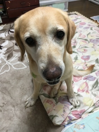 ぽぽちゃん天国へ_c0372561_17475597.jpeg