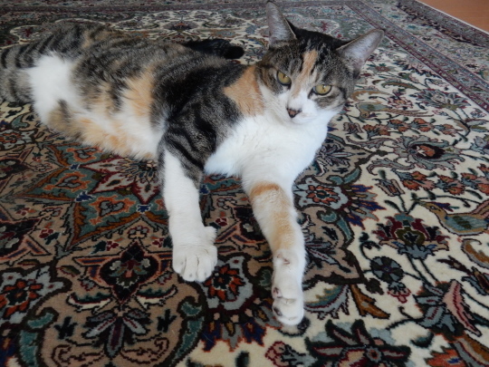 ’19,10,5(土)釣りをしながら携帯している猫!_f0060461_12013864.jpg