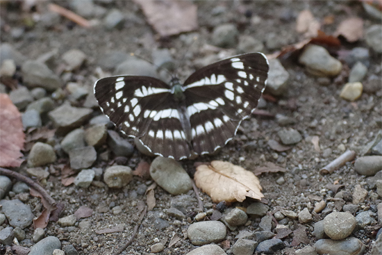 近場の公園にて_e0167571_14355839.jpg