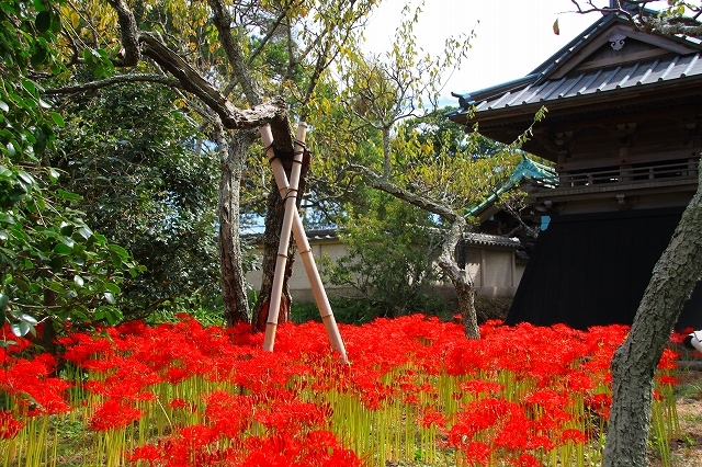 鎌倉の秋の花 英勝寺の彼岸花 暮らしを紡ぐ