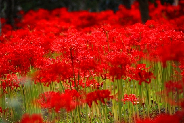 鎌倉の秋の花 英勝寺の彼岸花 暮らしを紡ぐ